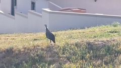 Numida meleagris coronatus