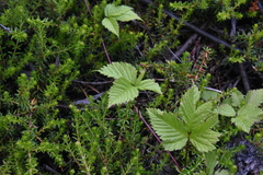Rubus pubescens pubescens