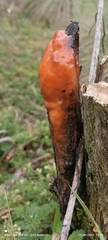Fusicolla merismoides