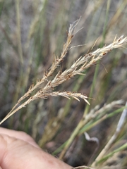 Bothriochloa ischaemum