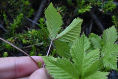 Rubus pubescens pubescens