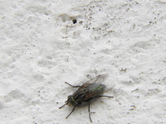 Sarconesia chlorogaster