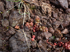 Sedum divergens