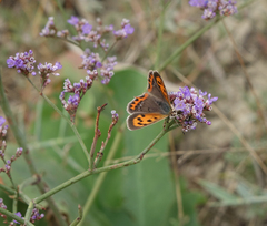 Limonium meyeri