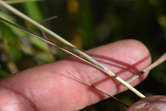 Hordeum