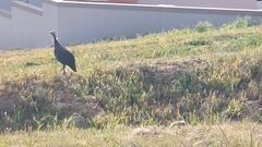 Numida meleagris coronatus