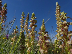 Orchis anthropophora