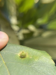 Caryomyia turbanella