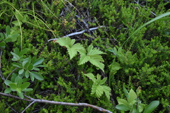 Rubus pubescens pubescens