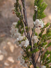 Erica glomiflora