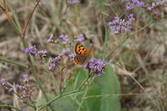 Limonium meyeri