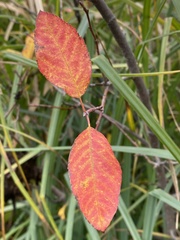 Amelanchier arborea