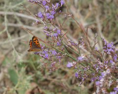 Limonium meyeri