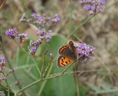 Limonium meyeri