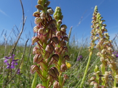 Orchis anthropophora