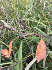 Amelanchier arborea