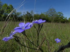 Linum narbonense