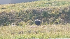 Numida meleagris coronatus