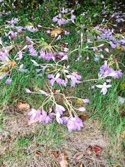 Colchicum autumnale