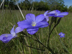 Linum narbonense