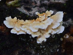 Cerrena zonata
