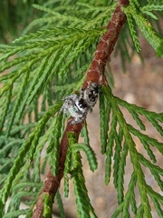 Phidippus otiosus