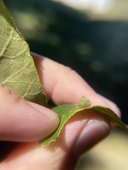 Caryomyia turbanella