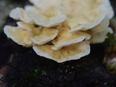 Cerrena zonata