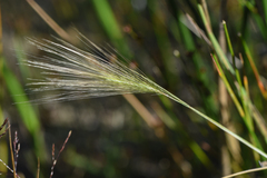 Hordeum