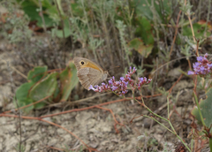 Limonium meyeri