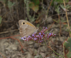 Limonium meyeri