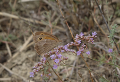 Limonium meyeri