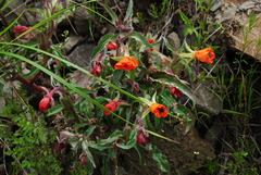 Oenothera versicolor