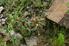 Oenothera versicolor