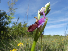 Ophrys sphegodes aveyronensis