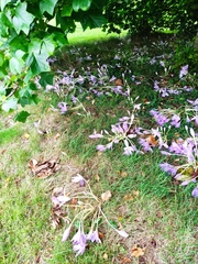 Colchicum autumnale