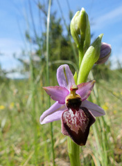 Ophrys sphegodes aveyronensis