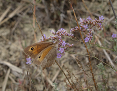 Limonium meyeri