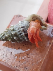 Clibanarius erythropus