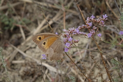 Limonium meyeri