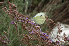 Limonium meyeri