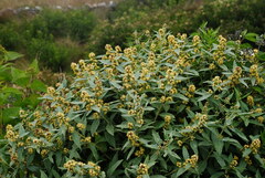 Baccharis tucumanensis