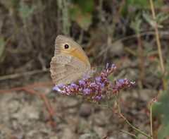 Limonium meyeri