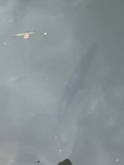 Centropomus undecimalis