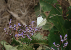 Limonium meyeri