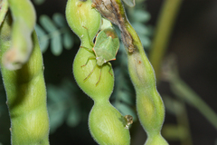 Thyanta custator accerra