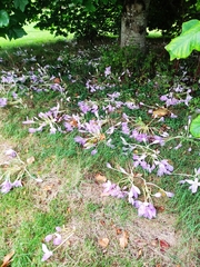 Colchicum autumnale
