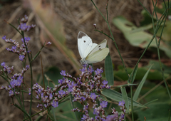 Limonium meyeri