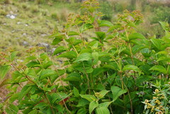 Ageratina lorentzii