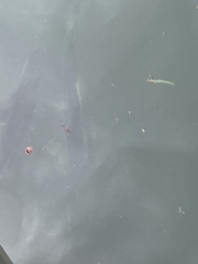 Centropomus undecimalis